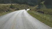 PICTURES/Theodore Roosevelt National Park/t_Horses15.JPG